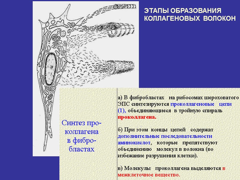 ЭТАПЫ ОБРАЗОВАНИЯ КОЛЛАГЕНОВЫХ ВОЛОКОН